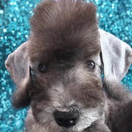 Bedlington Terriers from Blenheim