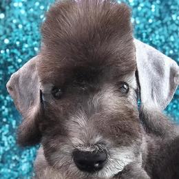 Bedlington Terriers from Blenheim