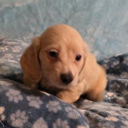 Harmony's boy - Cream male Dachshund puppy in Wheatfield, Indiana from Wines Wienery