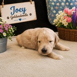 Double Doodle, Goldendoodle, and Labradoodle Puppies from Godley Doodles Of Texas
