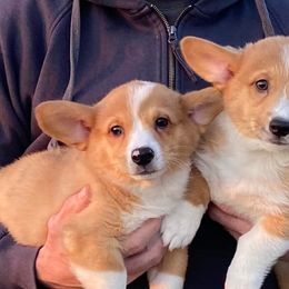 American Corgis, German Shepherds, and Pembroke Welsh Corgis from Four Leaf Farm- Vom Vierblättriges Bauernhof