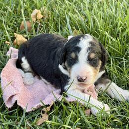 Wednesday - Tri-color female Bernedoodle puppy in Springville, Utah from Oodles of Bernedoodles