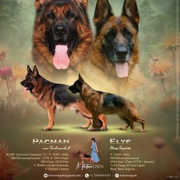 German Shepherd puppies from Milestone GSDs