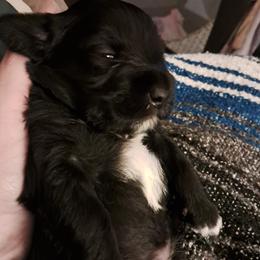 Boy 1 - Black Miniature Schnauzer puppy in Paducah, Kentucky from Nubby's Legacy Schnauzers of Western KY