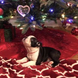 Boston Terrier and Golden Retriever Puppies from Melissa Holifield