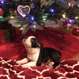 Boston Terrier and Golden Retriever Puppies from Melissa Holifield