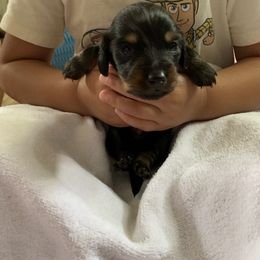 Dachshund Puppies from L & A Dachshunds