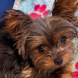 Cocoa - Yorkshire Terrier