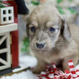 Locket - Cream male Dachshund puppy in Bellville, Ohio from JK Mini Doxies