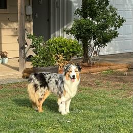 Taffy - Blue merle female Australian Shepherd puppy in De Leon, Texas from Oceanwood