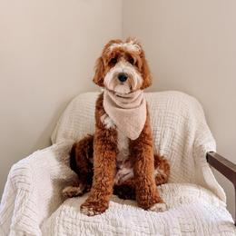 Grove - Goldendoodle