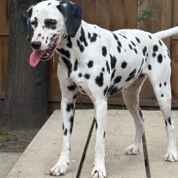 Legacy - Dalmatian