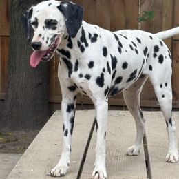 Legacy - Dalmatian