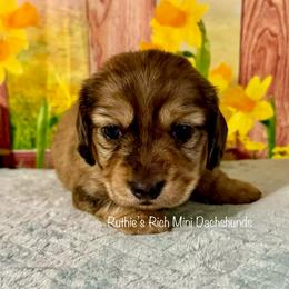 Boy two - Brindle male Dachshund puppy in Lakeland, Florida from Ruthie’s Rich Mini Dachshunds