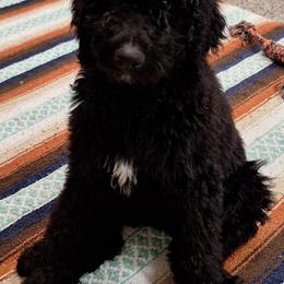 Phantom Girl - Phantom female Bernedoodle puppy in Queen Creek, Arizona from Jersey Girl's Doodles