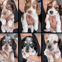 Dachshund Puppies from Poker Paws Dachshunds by Chelsy