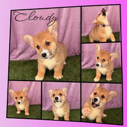 Cloudy - Sable female Pembroke Welsh Corgi puppy in Kiowa, Colorado from Cool Water Corgis LLC