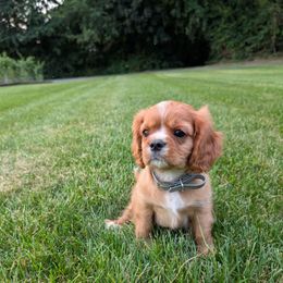 Dallas - Ruby male Cavalier King Charles Spaniel puppy in New Holland, Pennsylvania from Mountain Breeze Puppies