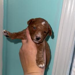 Boy 3 - Apricot male Aussiedoodle puppy in Mtn Rest, South Carolina from Stocktons Doxies & Doodles
