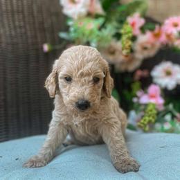 Goldendoodle Puppies from ENC Goldendoodles