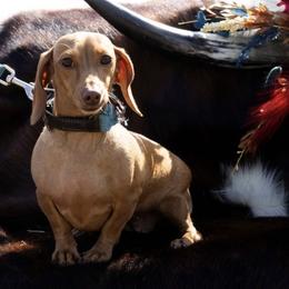 Lizzy - Dachshund