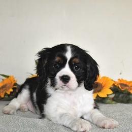 Brielle - Tri-color female Cavalier King Charles Spaniel puppy in West Sacramento, California from Autumn Nightz Cavaliers