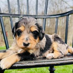 Praline - Phantom female Pyredoodle puppy in Bowling Green, Ohio from FDF Pyredoodles & Bernedoodles