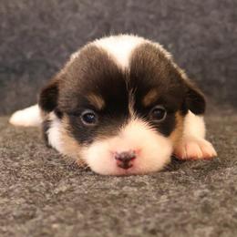 Peck - Black and tan female Pembroke Welsh Corgi puppy in Arcanum, Ohio from Weissway Corgis