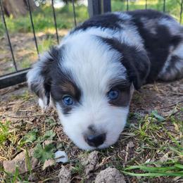 Zeke - Blue merle male Miniature Australian Shepherd puppy in Willard, Missouri from Stoney Brook Aussies