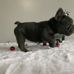 French Bulldog Puppies from Gotts Frenchies