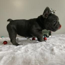 French Bulldog Puppies from Gotts Frenchies