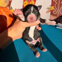 Puppy 6 - Black & white male Miniature Australian Shepherd puppy in Colorado Springs, Colorado from Fuzy Butts Mini & Toy Aussies