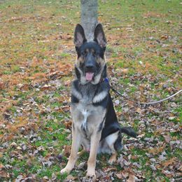 German Shepherds from Kaeginart's GSD