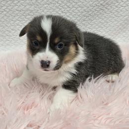 ARCHIE - Blue male Pembroke Welsh Corgi puppy in Walker, Iowa from Double K Corgis