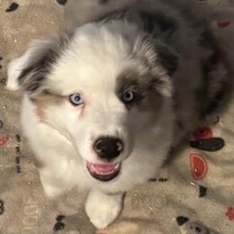 Boy 3 - male Miniature American Shepherd puppy in Estacada, Oregon from Malachi Kennels