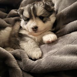 Pomsky Puppies from Nehalem Pomskies
