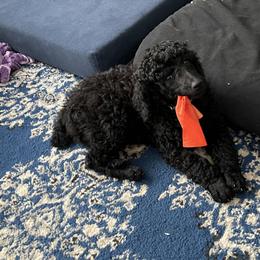 Red-RUBY - Black female Poodle puppy in Hamilton Square, New Jersey from Sweet Standards