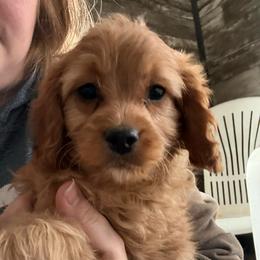Levi - Red male Cavapoo puppy in Osseo, Michigan from Smiths Fluffy butts