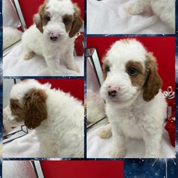 Rowan - Parti male Goldendoodle puppy in Wayland, New York from Loris Pampered Pooches💕