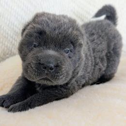 Paxil - Blue male Chinese Shar-Pei puppy in Clarksville, Tennessee from Wrinkle Bum Shar-Pei