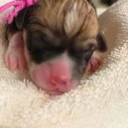 Pink - Sable female Pembroke Welsh Corgi puppy in Wheatland, California from Emerald Corgis