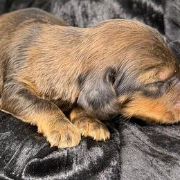 Two - Red male Dachshund puppy in Salyersville, Kentucky from Lavendell Dachshunds