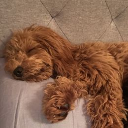 Belz - Goldendoodle