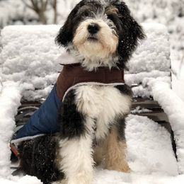 Bernedoodle Puppies from Natchez Trace Doodles