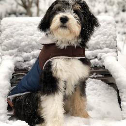 Bernedoodle Puppies from Natchez Trace Doodles