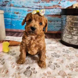 Cavapoo puppies from Leerose Puppies