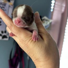 Girl 1 - Liver and white female Shih Tzu puppy in Kempner, Texas from Shih Tzu Reign