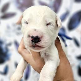 Dark Blue - White and black male Dalmatian puppy in Gray, Georgia from Fuller Spots