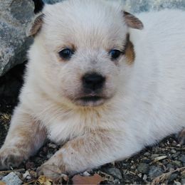 Sasha - Red speckled female Australian Cattle Dog puppy in Redding, California from Lone Pine Kennel