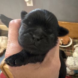Boy3 - Black male Shih Tzu puppy in Hustontown, Pennsylvania from Everts Ranch ShihTzu’s